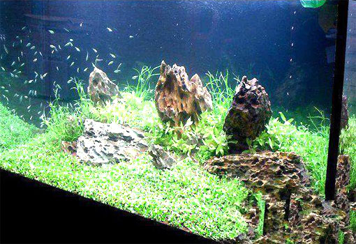 果殼活性炭應用于魚缸水處理的效果